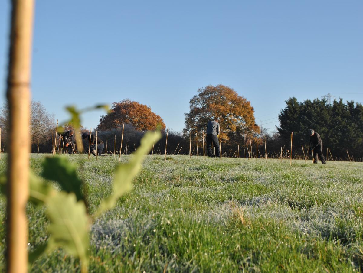 view over a field of people planting trees with a blurred young tree in the foreground