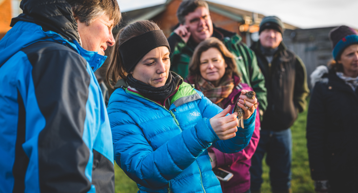 A licensed bird ringer holding a bird while members of the public spectate