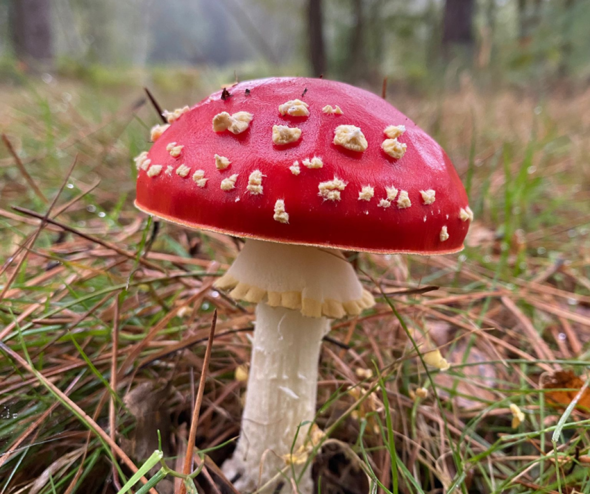 A fly araric mushroom popping up on the Forest floor