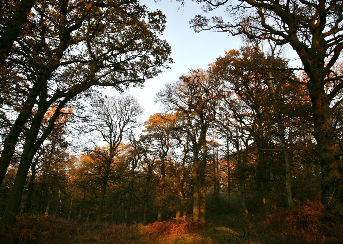 An autumn woodland, in the low evening light