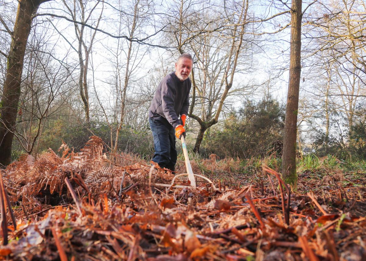 Volunteer, raking vegetation at Gorcott Hill in the late autumn. A process called scalloping.